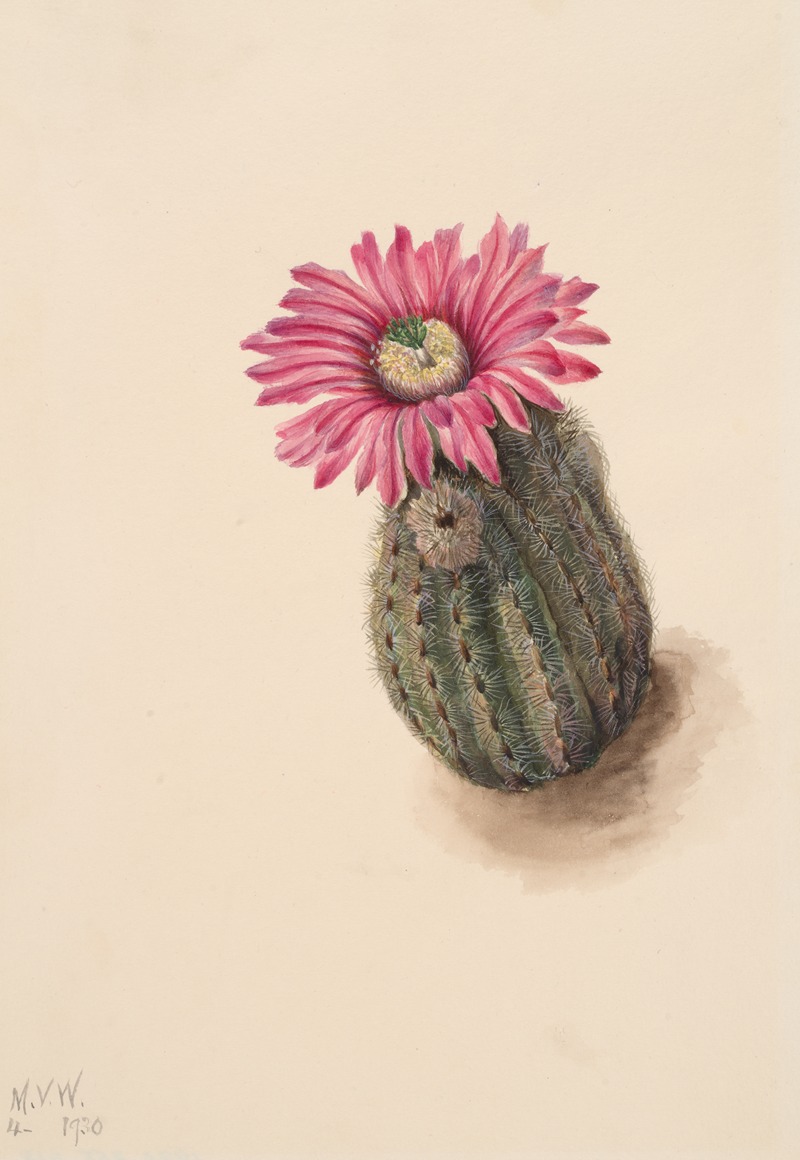 Turkeyhead Cactus (Echinocerus perbellus) by Мэри Вокс Уолкотт, 1930 — digital art print download