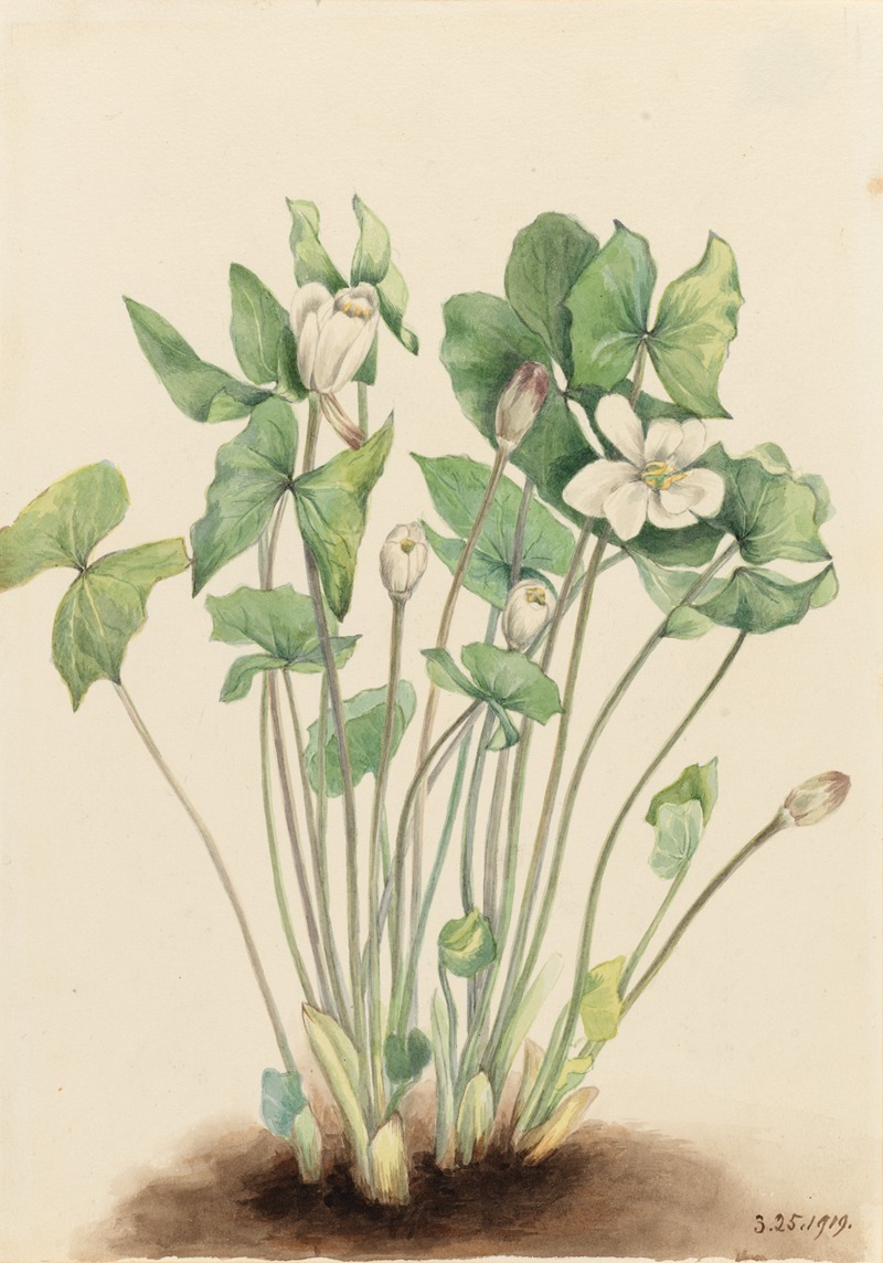 Twinleaf (Jeffersonia diphylla) by Мэри Вокс Уолкотт, 1919 — digital art print download