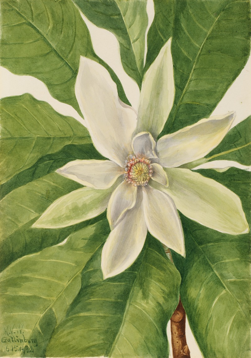 Umbrella Tree (Magnolia tripetala) by Мэри Вокс Уолкотт, 1932 — digital art print download