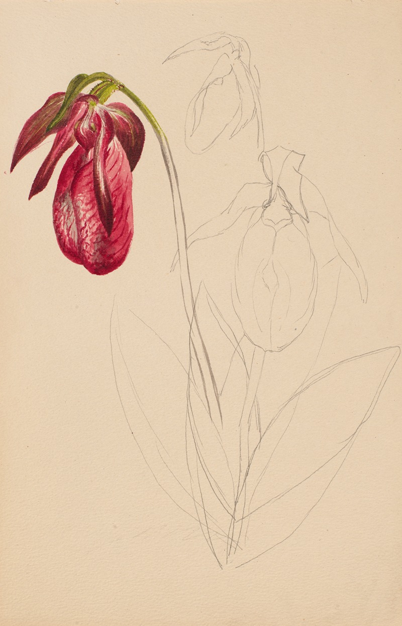 Unfinished Sketch by Mary Vaux Walcott — digital art print download