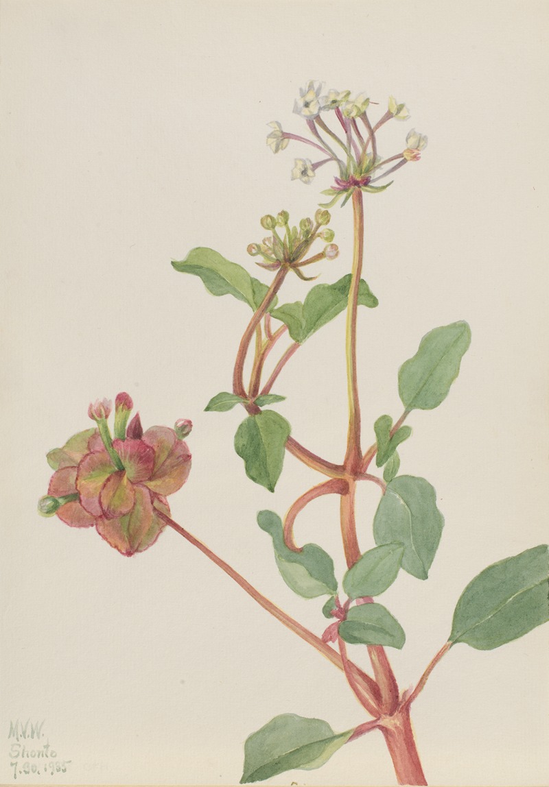 Untitled (Tripterocalyx pedunculatus) — Mary Vaux Walcott
