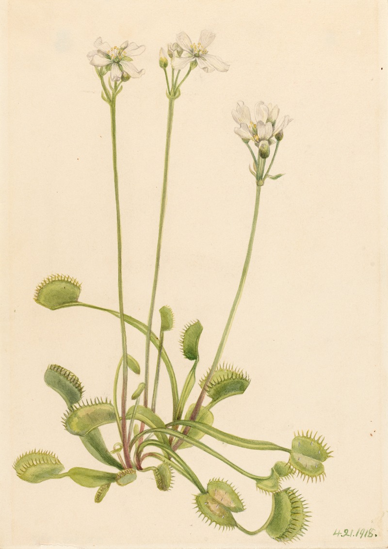 Venus Flytrap (Dionaea muscipula) by Мэри Вокс Уолкотт, 1918 — digital art print download
