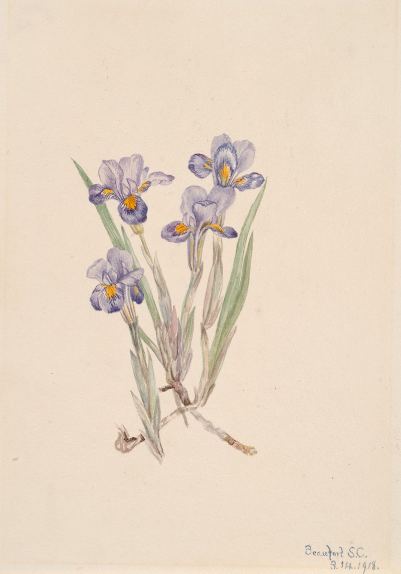 Vernal Iris (Iris verna) by Мэри Вокс Уолкотт, 1918 — digital art print download