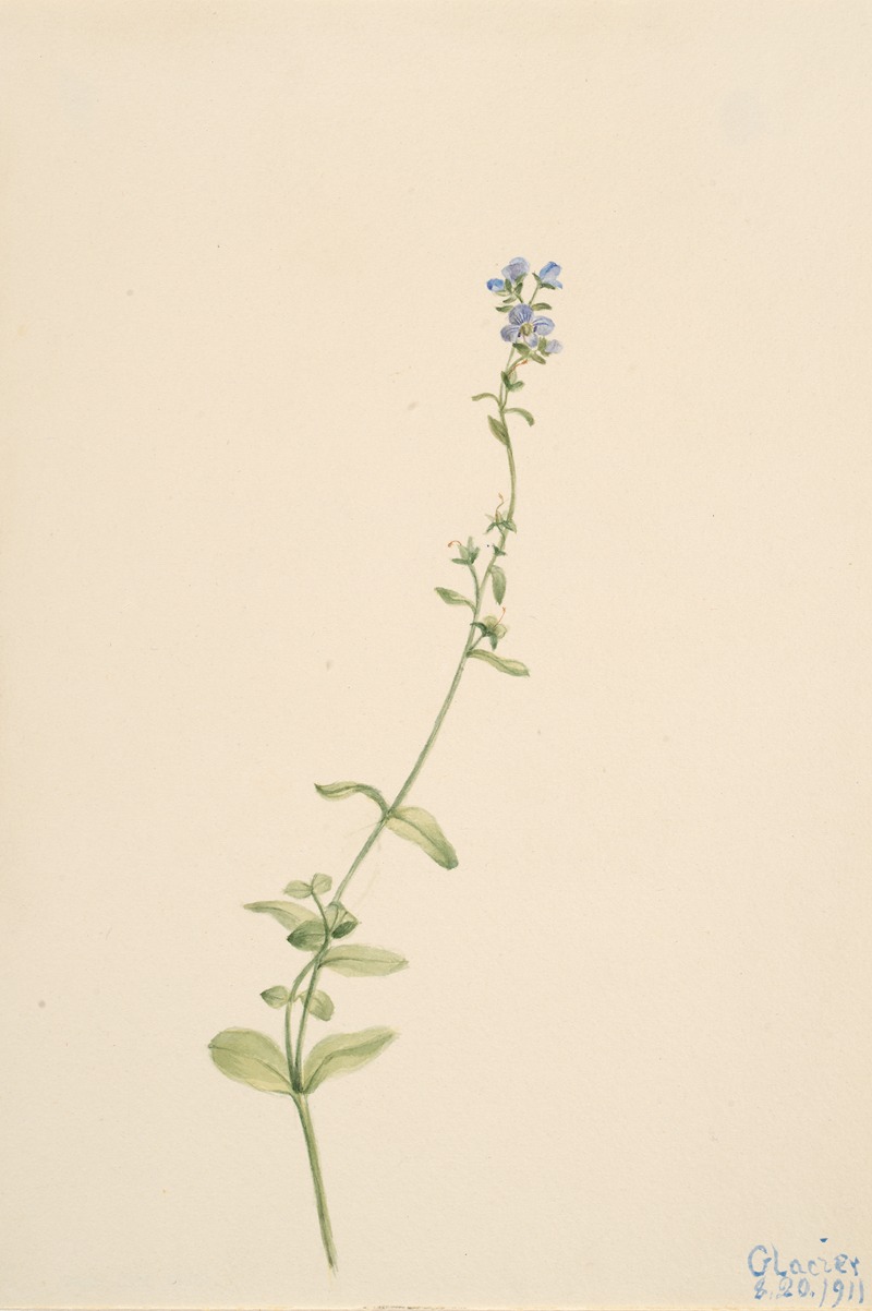 Veronica serpyllifolia by Мэри Вокс Уолкотт, 1911 — digital art print download