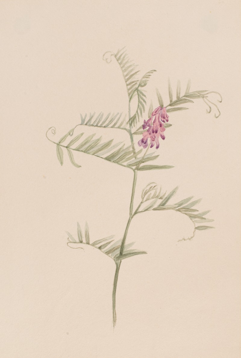 Vicia americana by Мэри Вокс Уолкотт — digital art print download