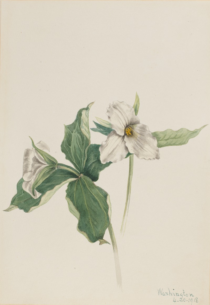 Wake-Robin (Trillium grandiflorum) by Мэри Вокс Уолкотт, 1918 — digital art print download