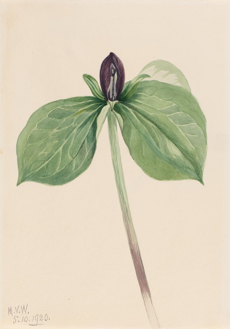 Wake-Robin (Trillium sessile) by Мэри Вокс Уолкотт, 1920 — digital art print download