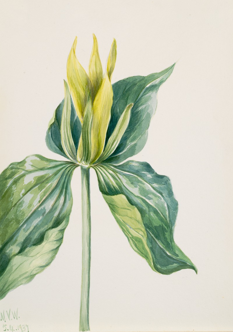 Wake-Robin (Trillium underwoodii) by Мэри Вокс Уолкотт, 1937 — digital art print download