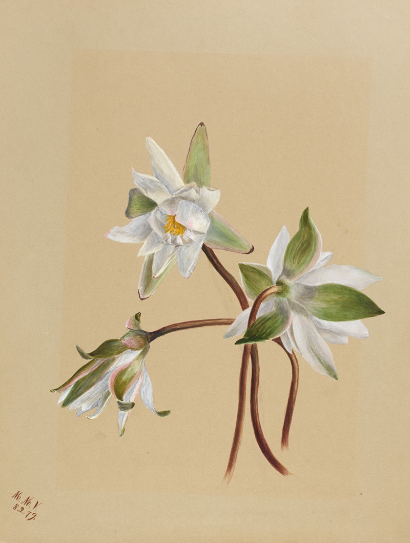 Water Lilies (Castalia odorata) by Мэри Вокс Уолкотт, 1879 — digital art print download