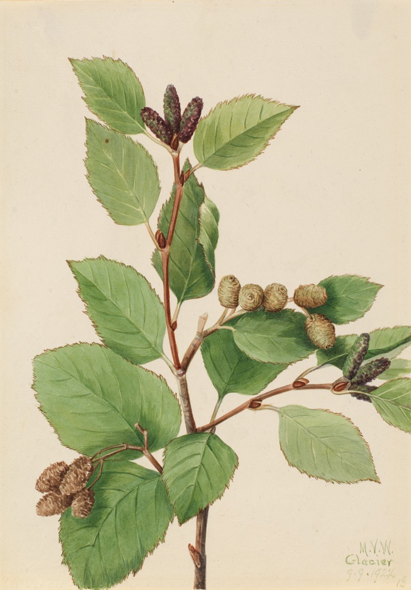 Western Green Alder (Alnus sinuata) — Mary Vaux Walcott