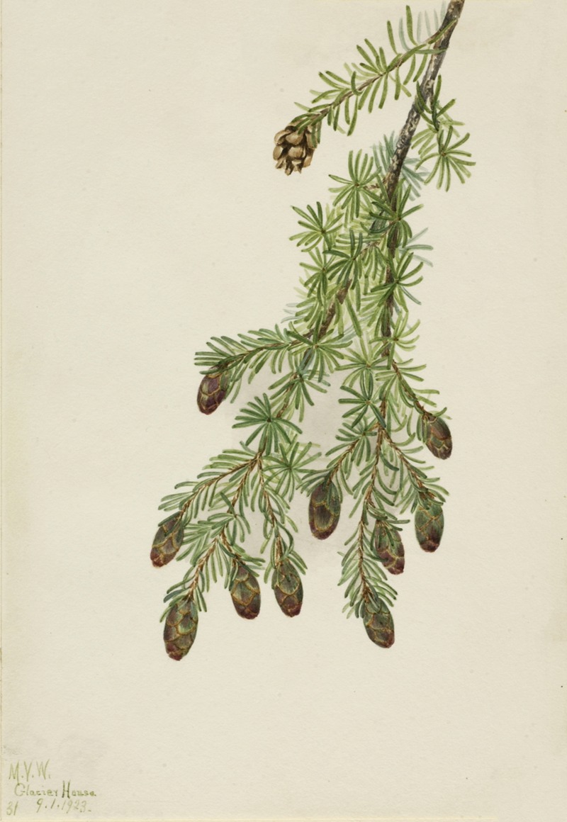 Western Hemlock (Tsuga heterophylla) — Mary Vaux Walcott