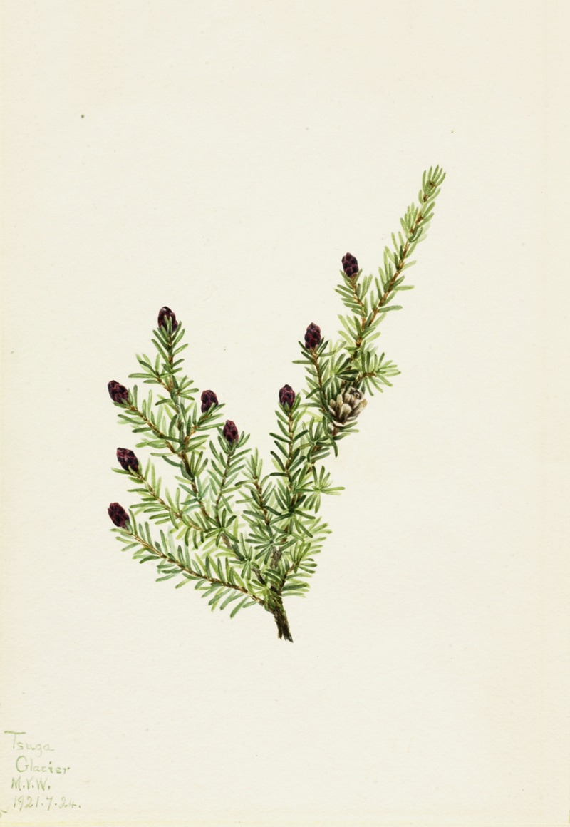 Western Hemlock (Tsuga heterophylla) — Мэри Вокс Уолкотт
