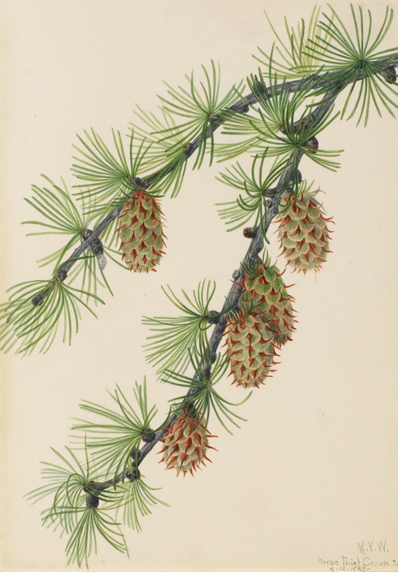 Western Larch (Larix occidentalis) by Мэри Вокс Уолкотт, 1923 — digital art print download