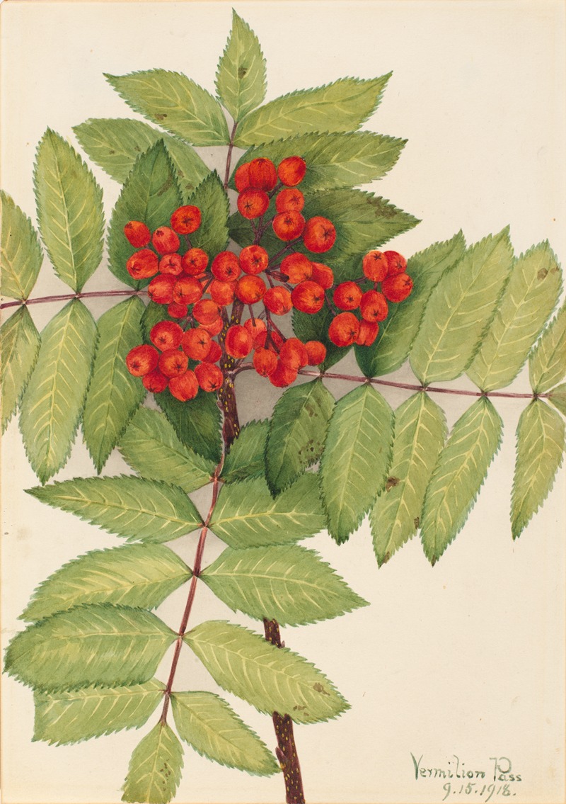 Western Mountain Ash (Sorbus sambucifolia) — Mary Vaux Walcott