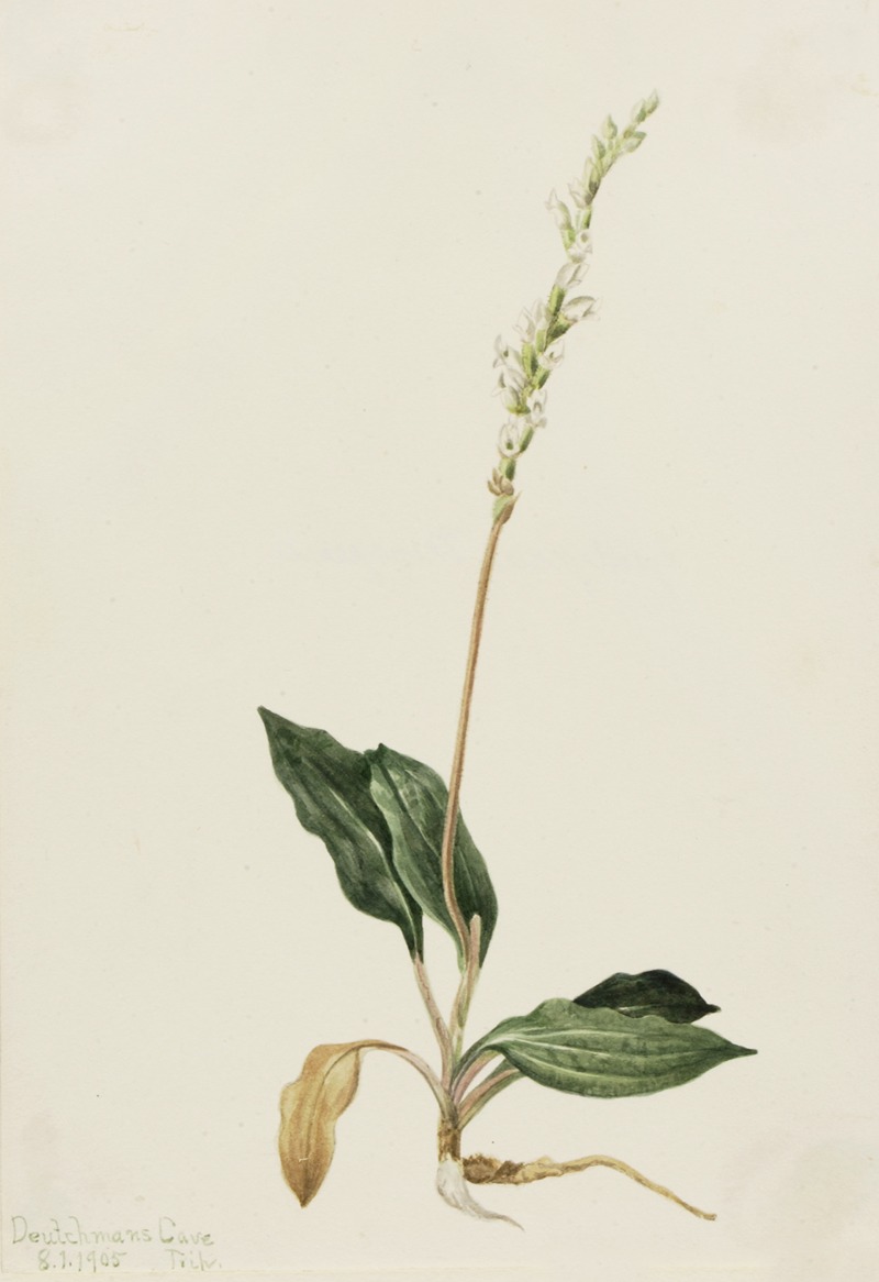 Western Rattlesnake Plantain (Peranium decipiens) — Mary Vaux Walcott