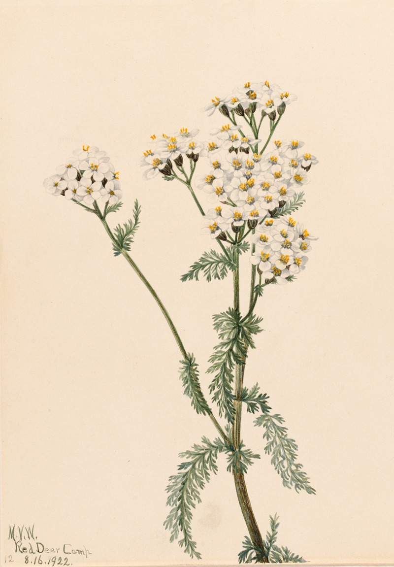 Western Yarrow (Achillea lanulosa) — Mary Vaux Walcott