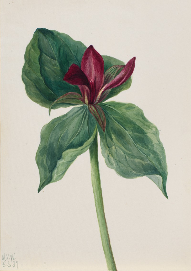 Whippoorwill Flower (Trillium H.) by Мэри Вокс Уолкотт, 1937 — digital art print download