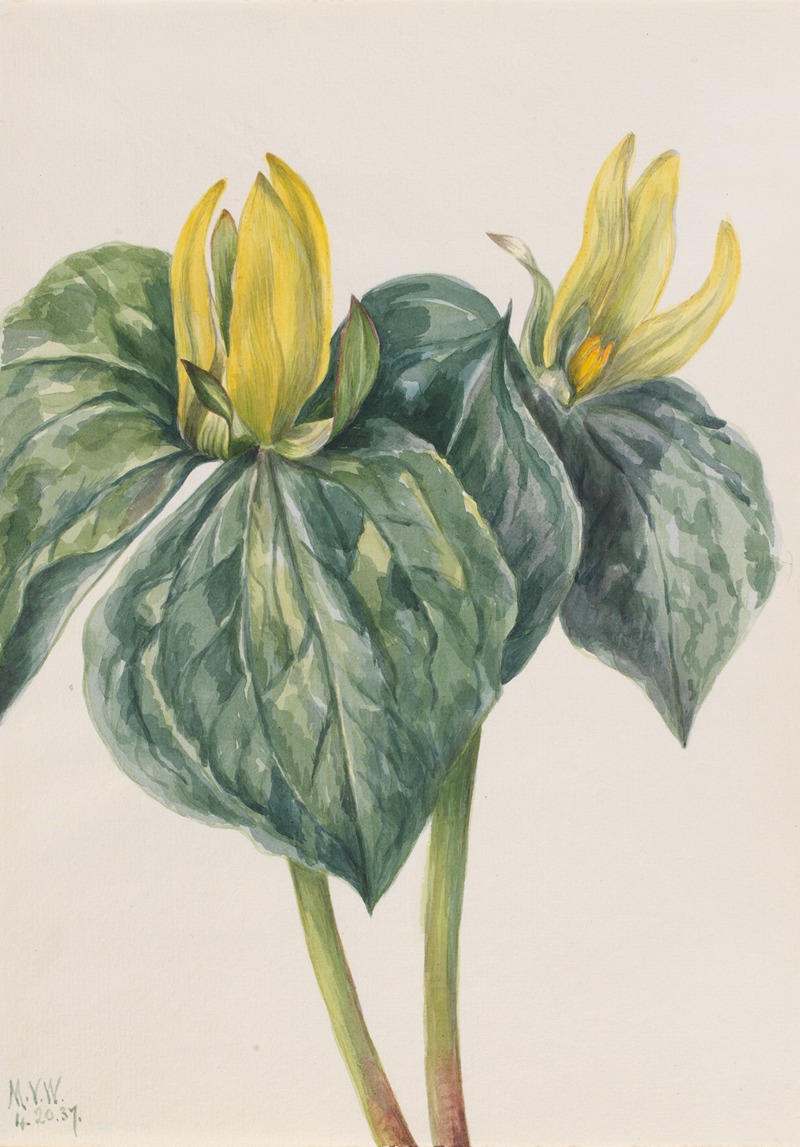 Whippoorwill Flower (Trillium hugeri) — Мэри Вокс Уолкотт