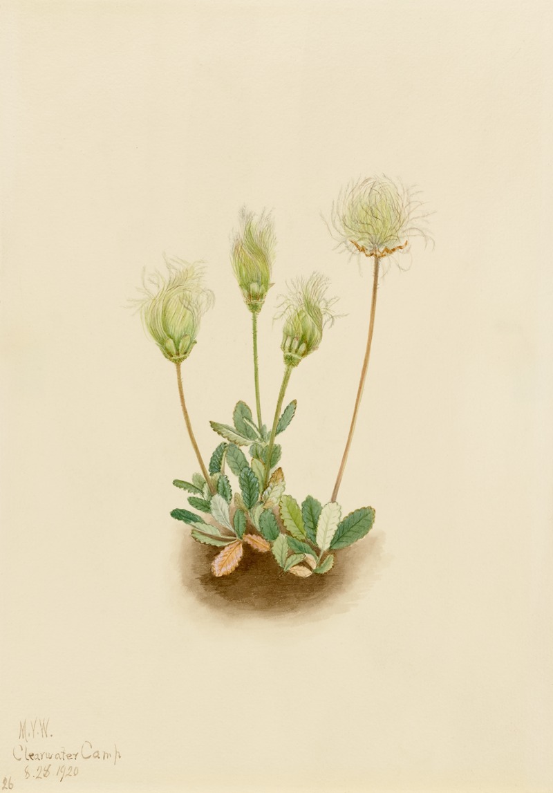 White Dryad (Dryas octopetala) by Мэри Вокс Уолкотт, 1920 — digital art print download