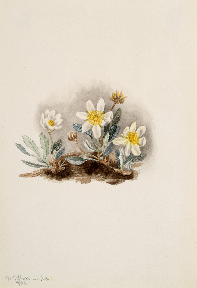 White Dryad (Dryas octopetala) by Мэри Вокс Уолкотт, 1902 — digital art print download