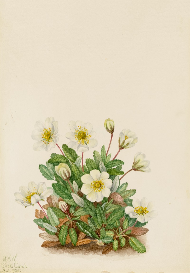 White Dryad (Dryas octopetala) by Мэри Вокс Уолкотт, 1925 — digital art print download