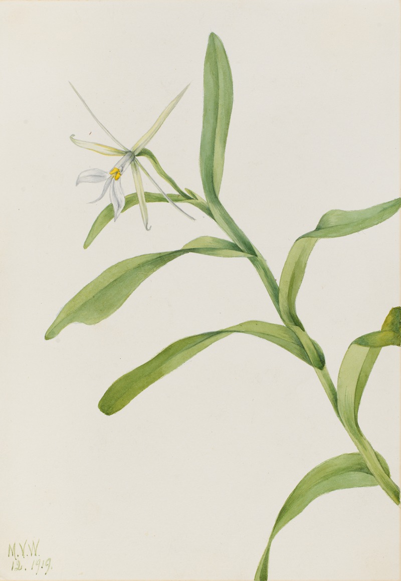White Epidendrum (Epidendrum nocturnum) by Мэри Вокс Уолкотт, 1919 — digital art print download