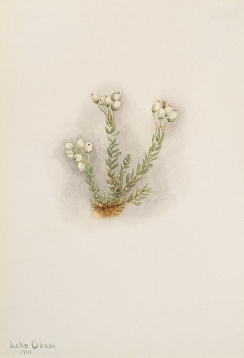 White Heather (Phyllodoce grandiflora) by Мэри Вокс Уолкотт, 1901 — digital art print download