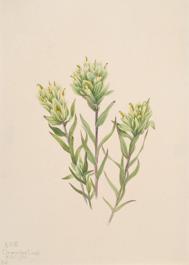 White Indian Paintbrush (Castilleja occidentalis) — Mary Vaux Walcott