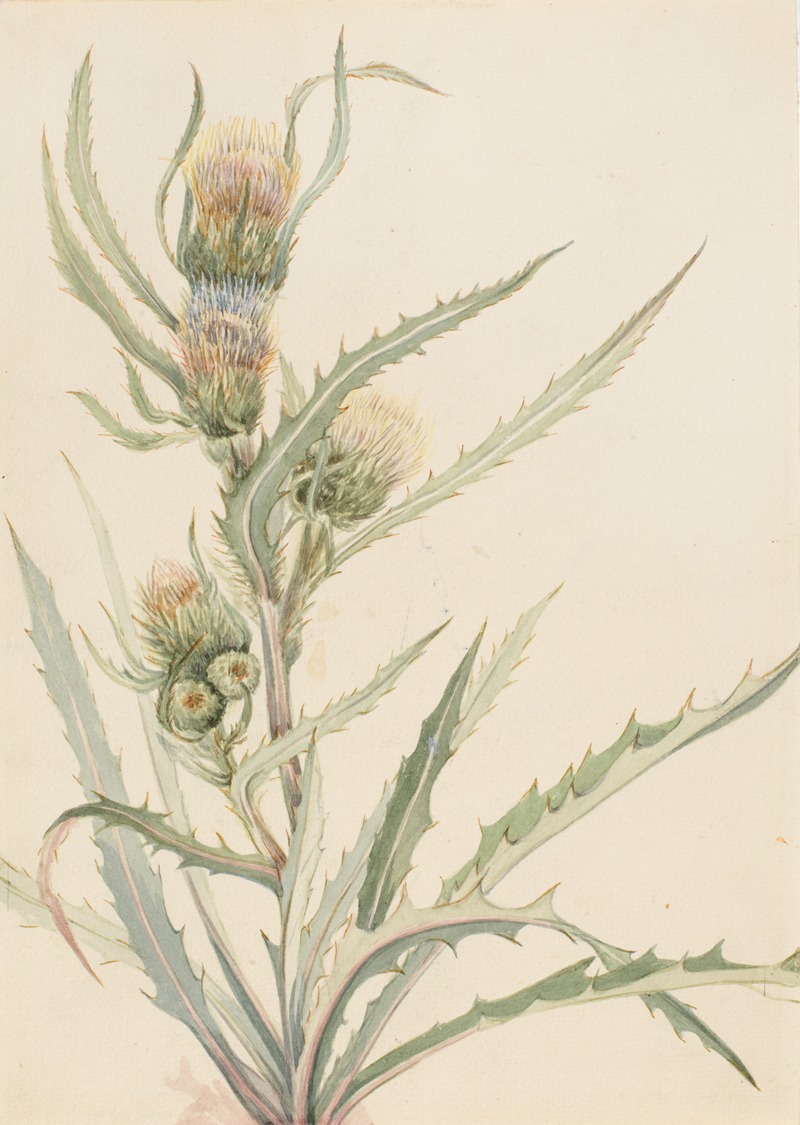 White Thistle by Мэри Вокс Уолкотт — digital art print download
