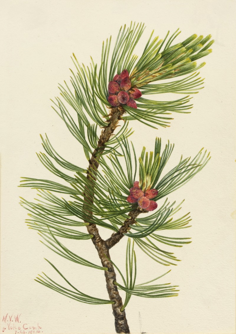 Whitebark Pine (Pinus albicaulis) by Мэри Вокс Уолкотт, 1924 — digital art print download
