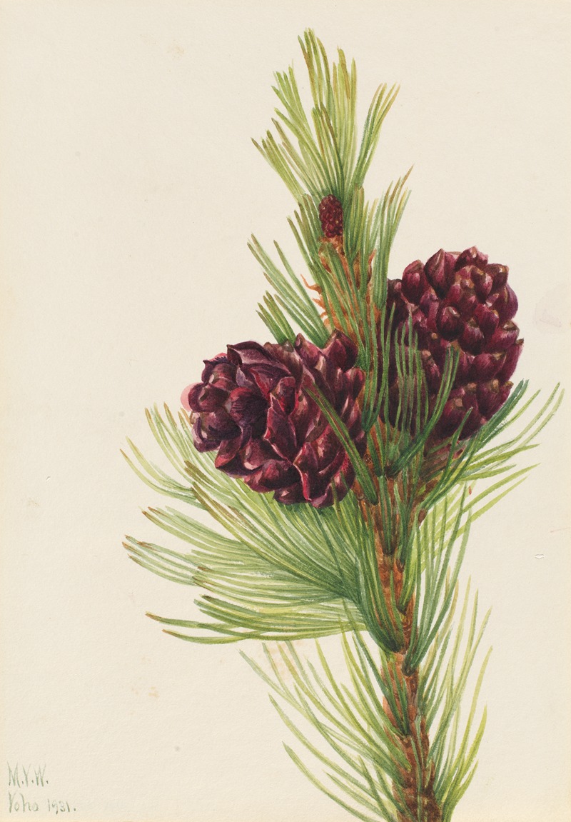 Whitebark Pine (Pinus albicaulis) by Мэри Вокс Уолкотт, 1931 — digital art print download