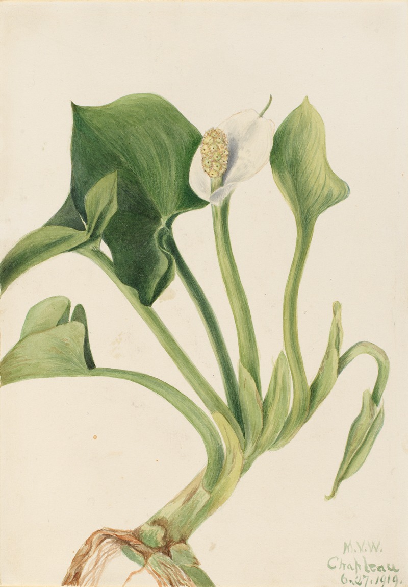 Wild Calla (Calla palustris) by Mary Vaux Walcott, 1919 — digital art print download