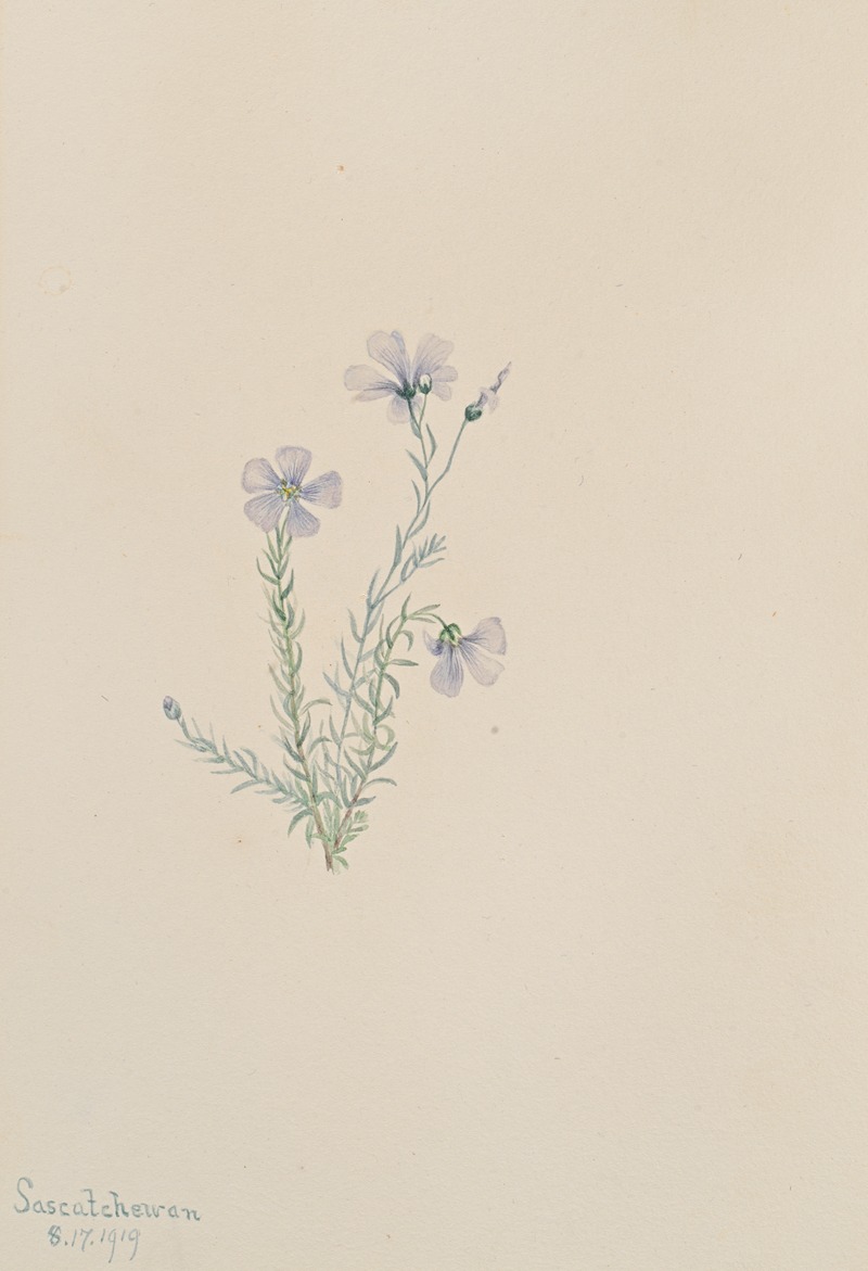 Wild Flax (Linum lewisii) by Мэри Вокс Уолкотт, 1919 — digital art print download