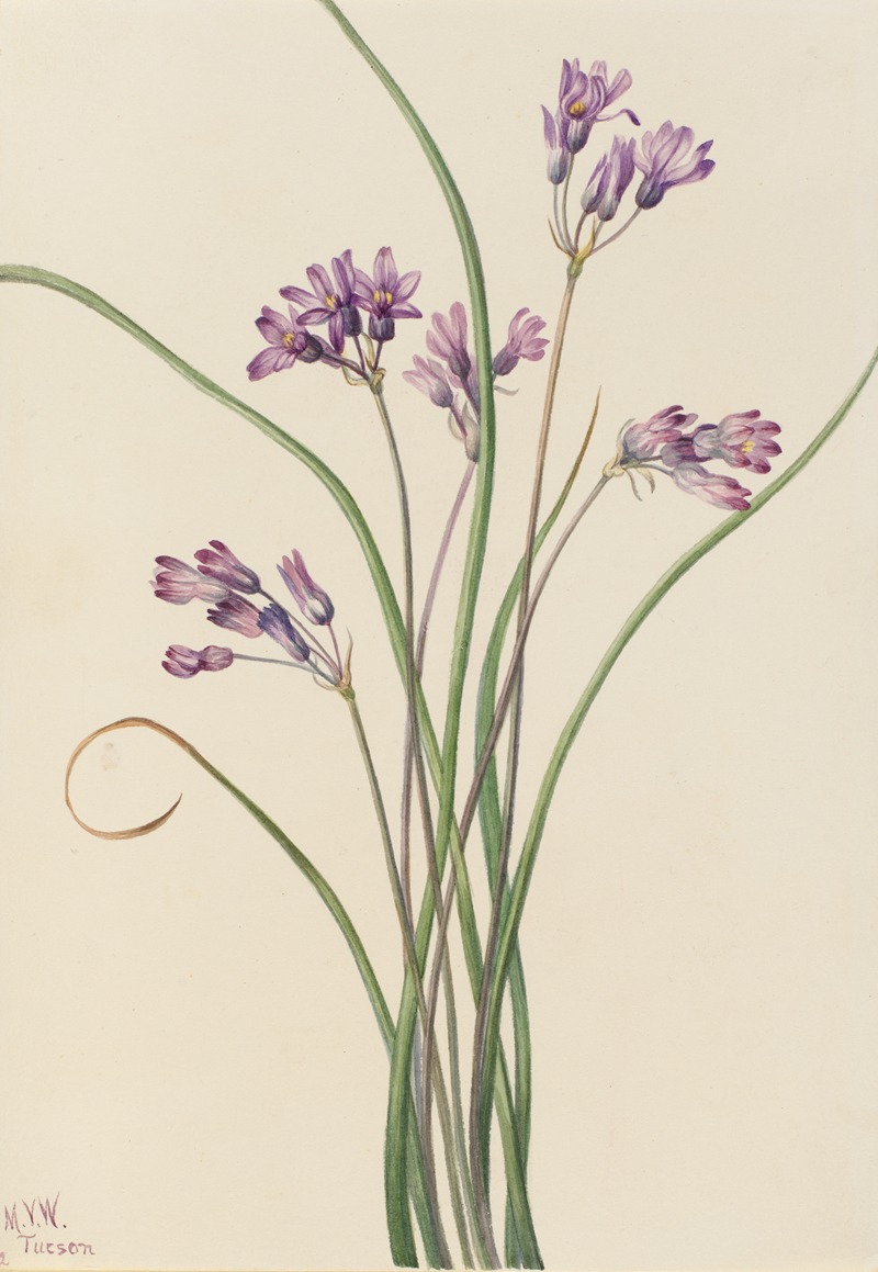 Wild Hyacinth (Brodiaea pulchella) — Мэри Вокс Уолкотт