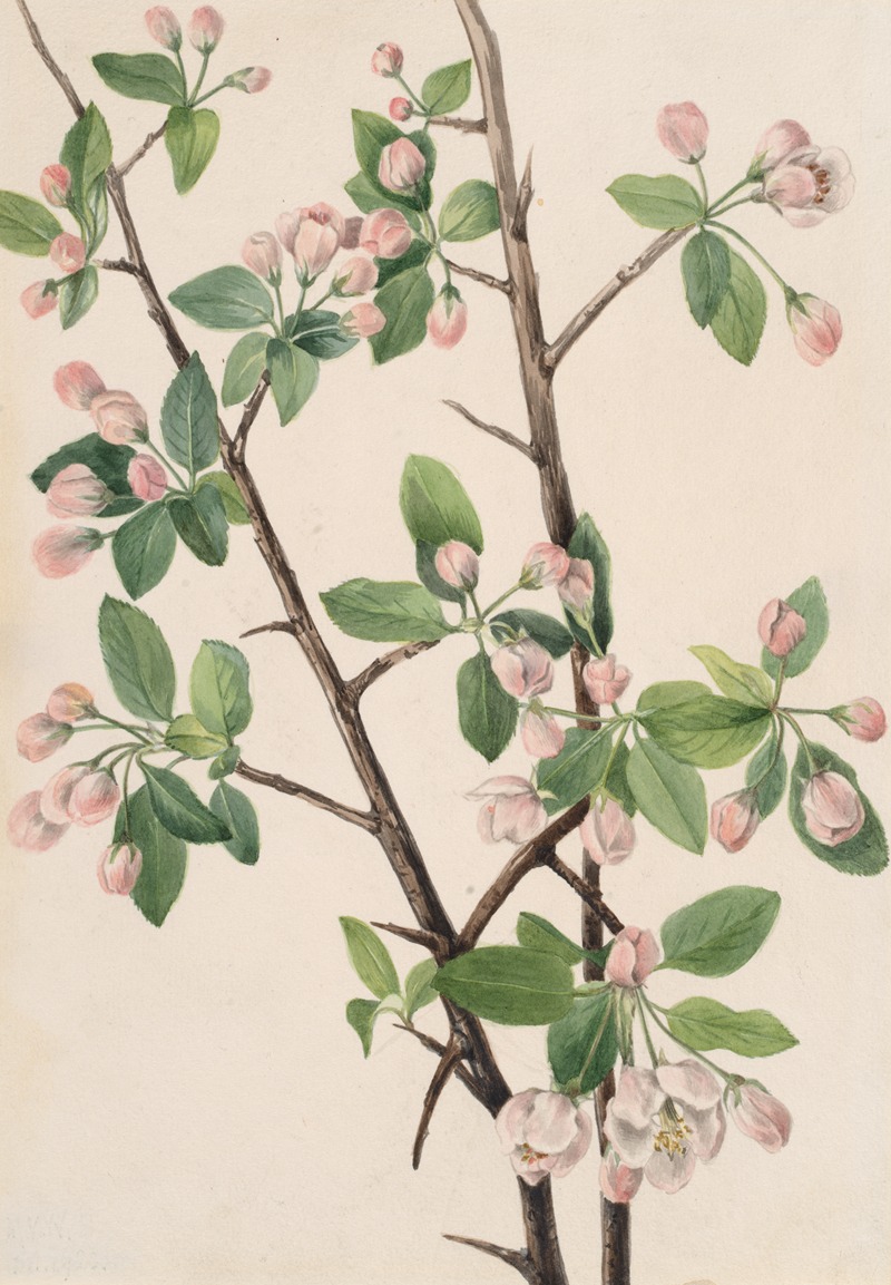 Wild Sweet Crab (Malus coronaria) — Mary Vaux Walcott