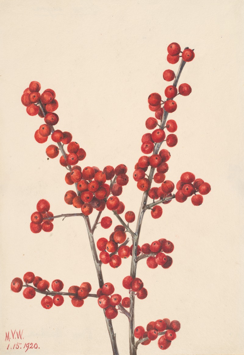 Winterberry (Ilex verticillata) by Мэри Вокс Уолкотт, 1920 — digital art print download