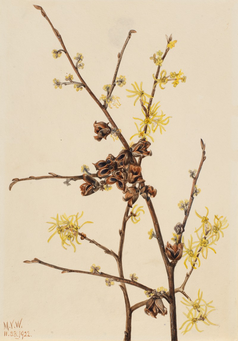 Witch Hazel (Hamamelis virginiana) by Мэри Вокс Уолкотт, 1922 — digital art print download