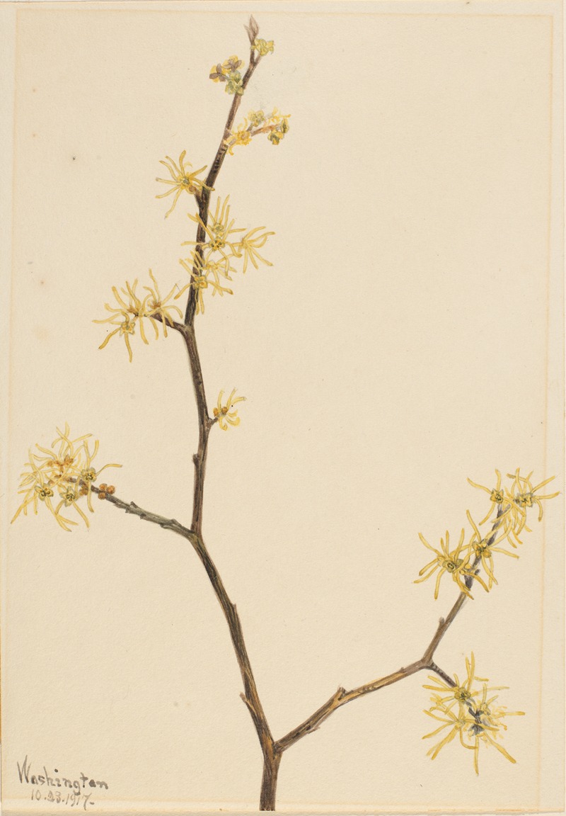 Witch-Hazel (Hamamelis virginiana) by Мэри Вокс Уолкотт, 1917 — digital art print download