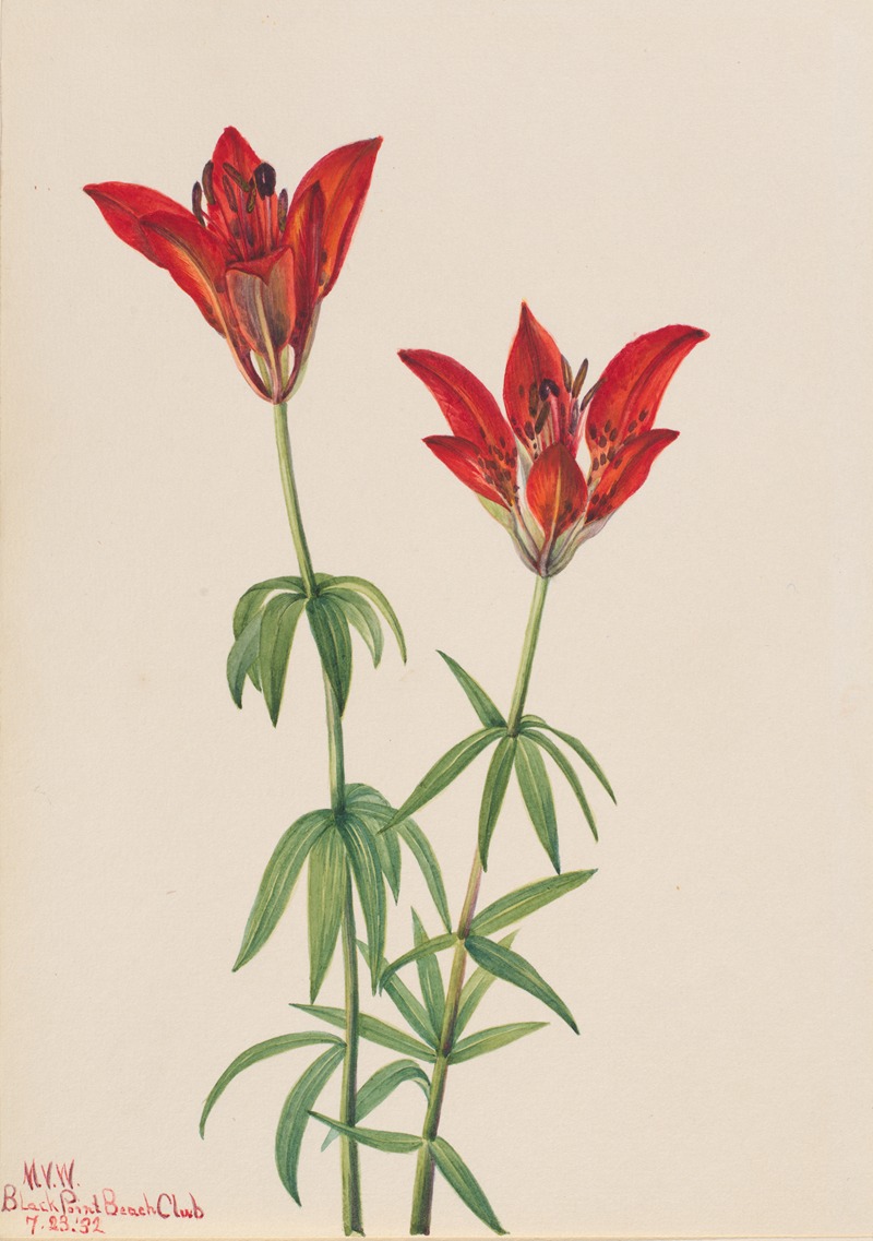 Wood Lily (Lilium philadelphicum) — Mary Vaux Walcott