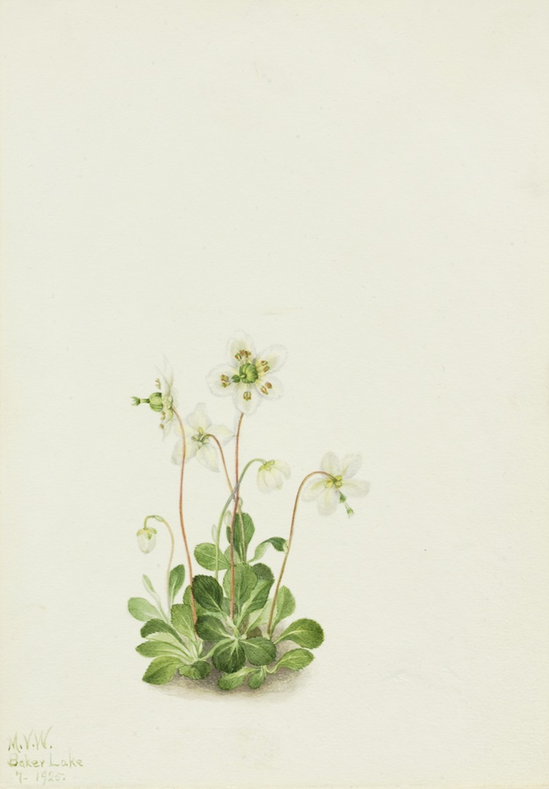 Wood Nymph (Moneses uniflora) — Mary Vaux Walcott
