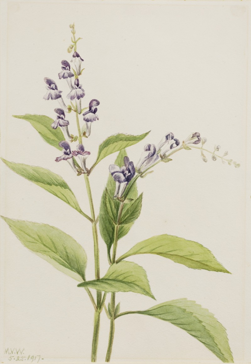Wood Skullcap (Scutellaria serrata) — Mary Vaux Walcott