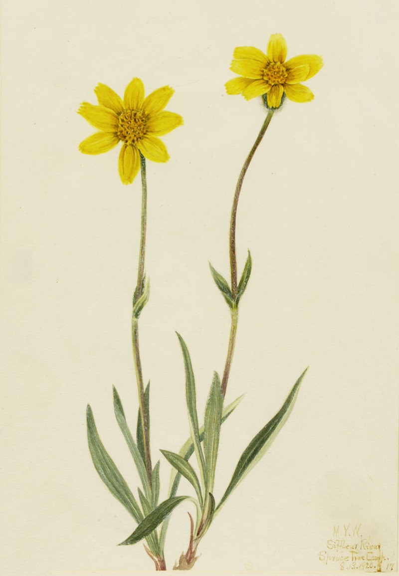 Woolly Arnica (Arnica tomentosa) — Mary Vaux Walcott