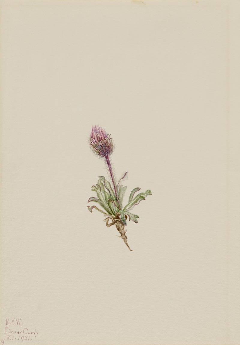 Woolly Fleabane (Erigeron lanatus) by Мэри Вокс Уолкотт, 1921 — digital art print download