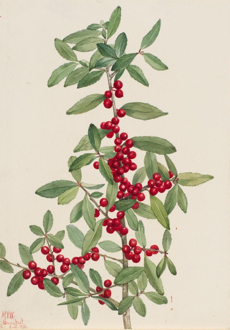 Yaupon (Ilex vomitoria) by Мэри Вокс Уолкотт, 1926 — digital art print download