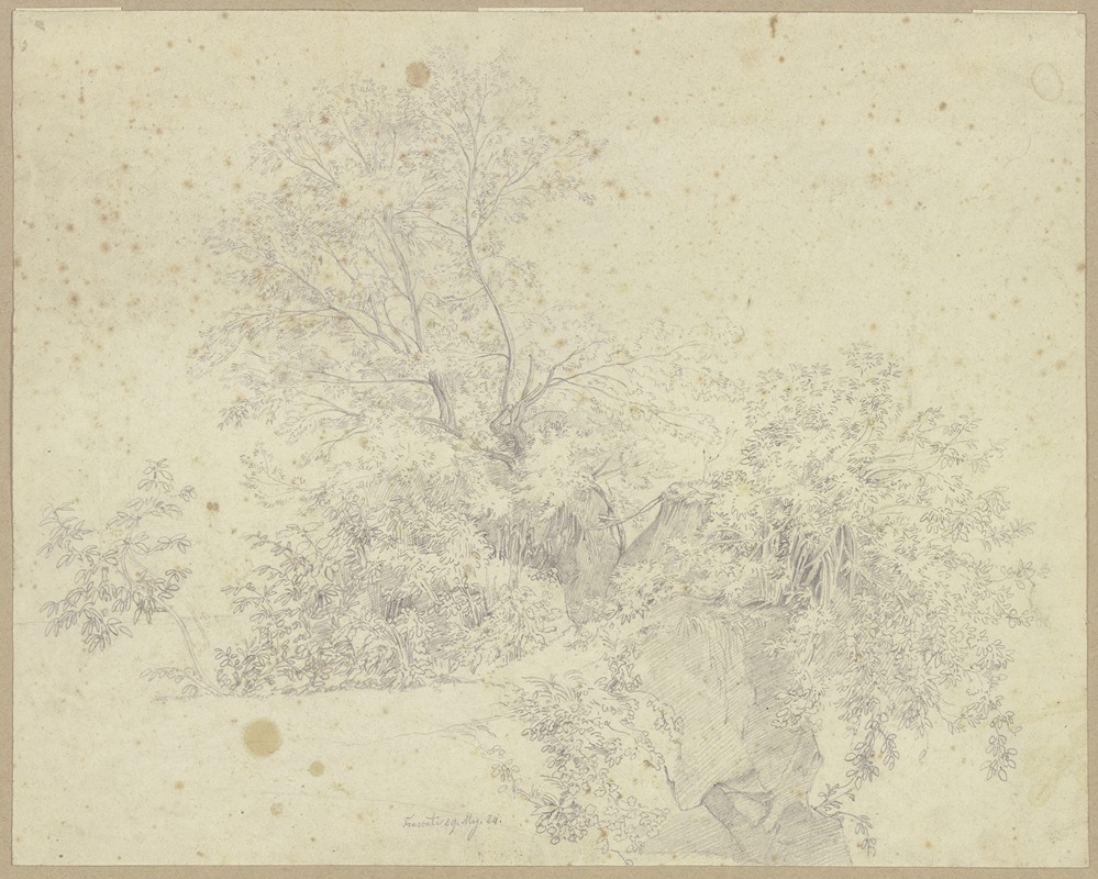 Vegetation picture by Johannes Thomas, 1824 — digital art print download