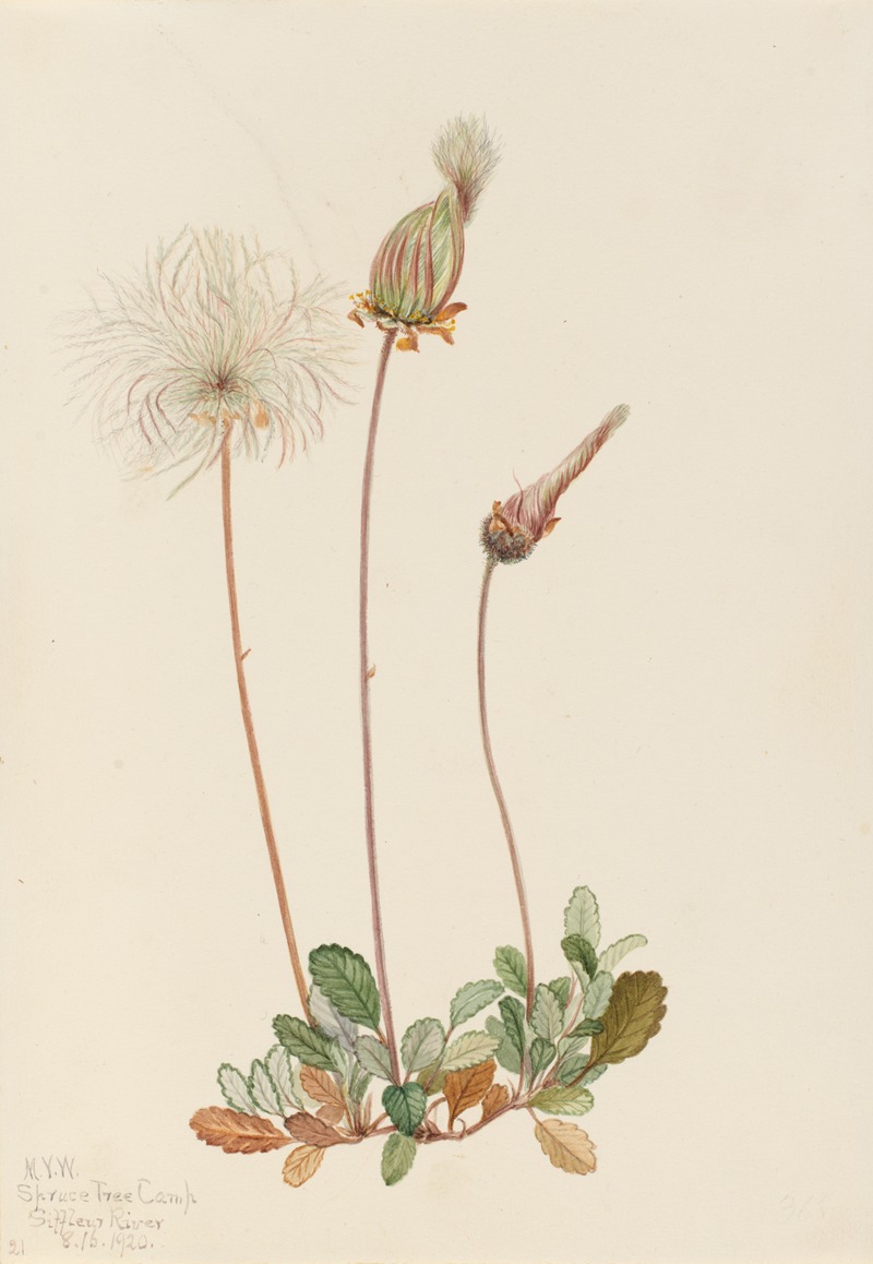 Yellow Dryad (fruit) (Dryas drummondii) — Мэри Вокс Уолкотт