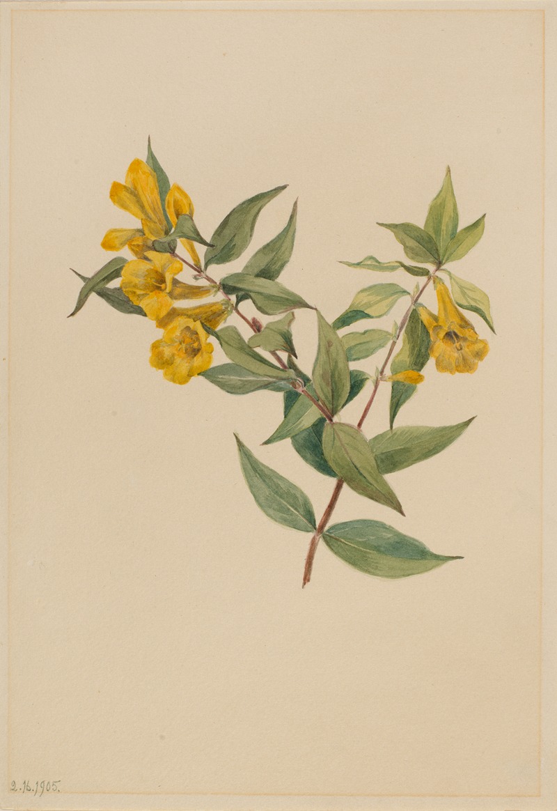 Yellow Jessamine (Gelsemium sempervirens) by Мэри Вокс Уолкотт, 1905 — digital art print download