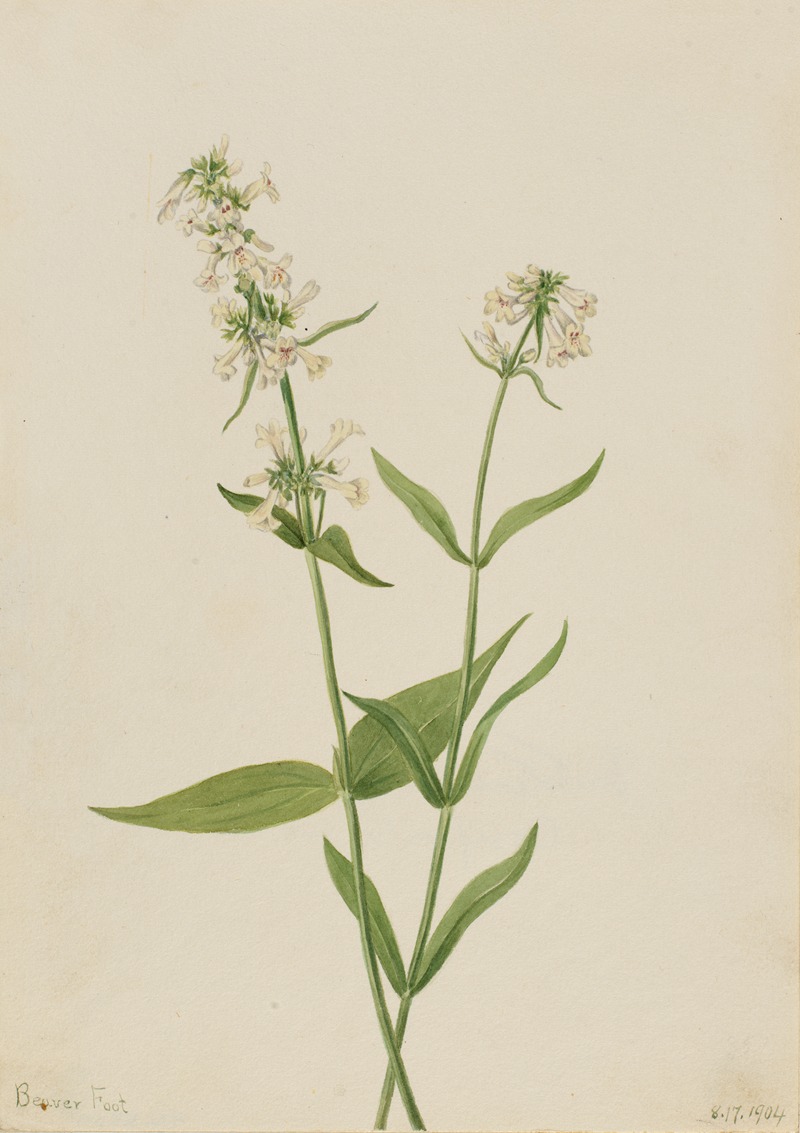 Yellow Pentstemon (Pentstemon confertus) by Mary Vaux Walcott, 1904 — digital art print download