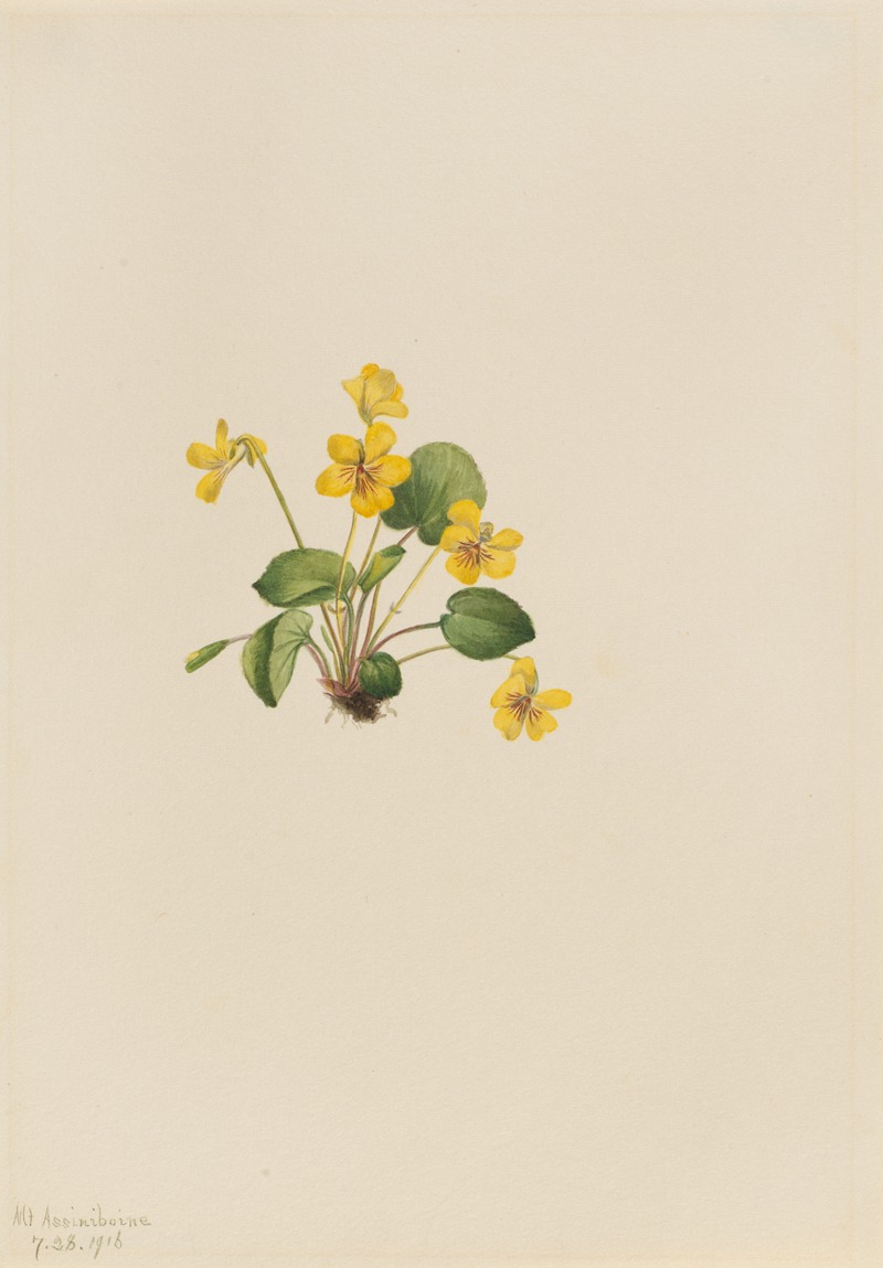 Yellow Violet (Viola orbiculata) by Мэри Вокс Уолкотт, 1916 — digital art print download