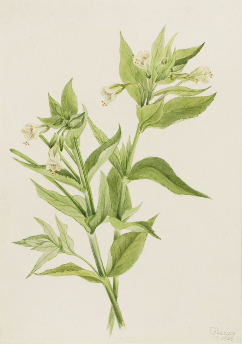 Yellow Willow-Weed (Epilobium lutem) — Мэри Вокс Уолкотт